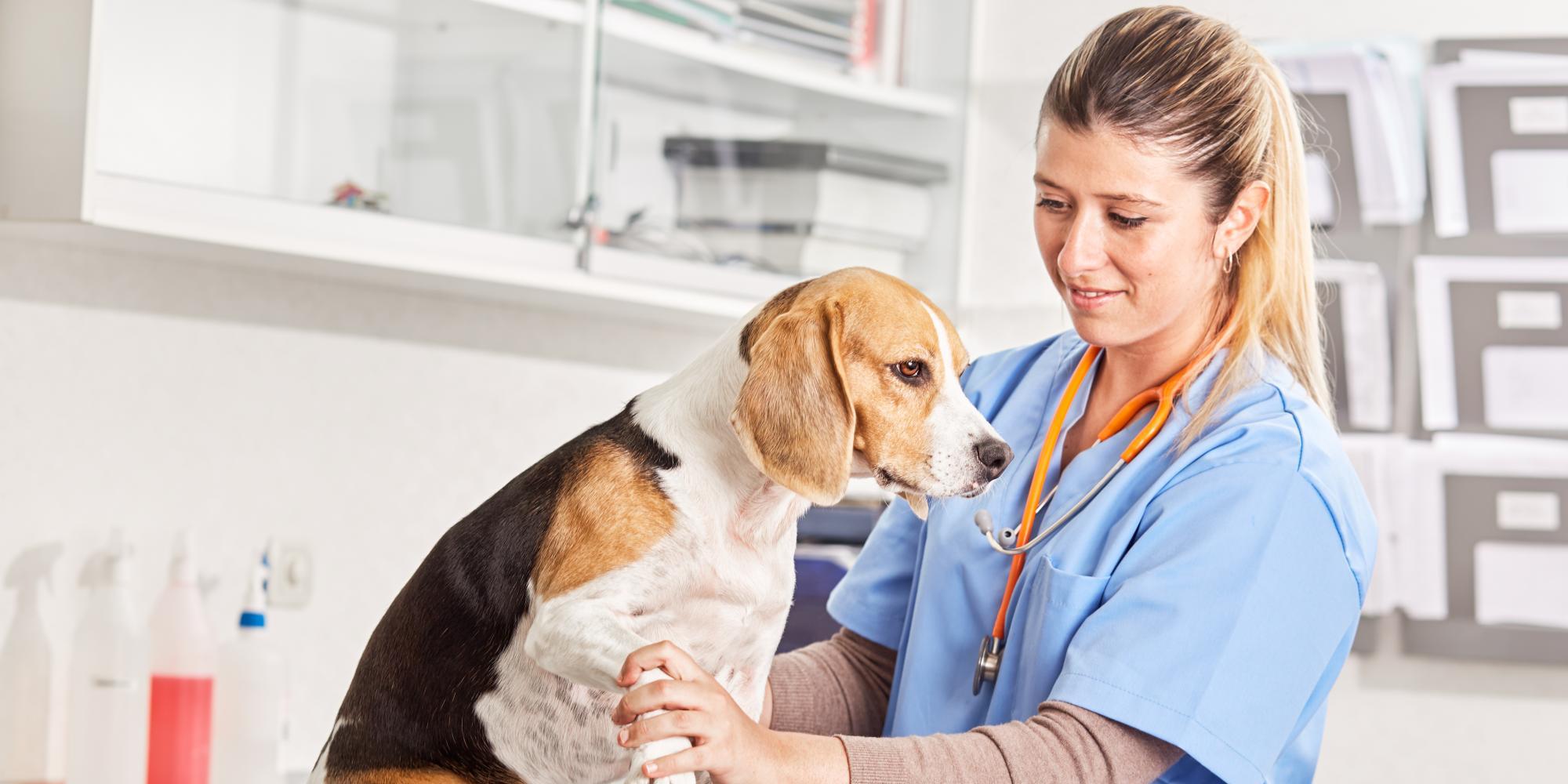 en perros: diagnóstico y tratamiento – Hospital Veterinario Lucky